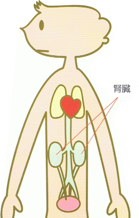 腎臓の場所のイメージ