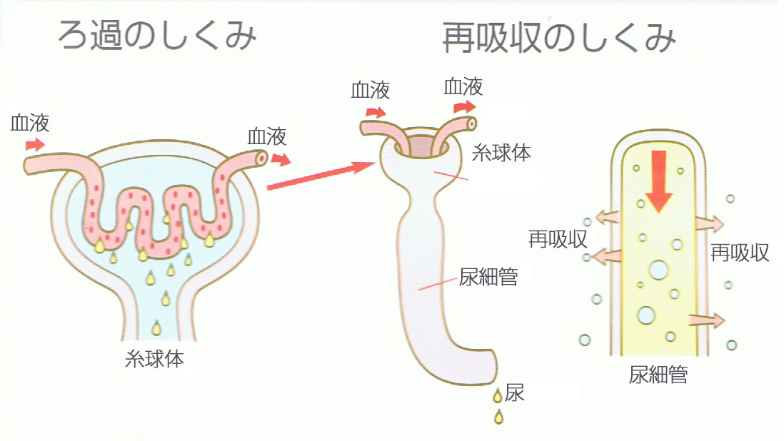 ろ過と再吸収のしくみ